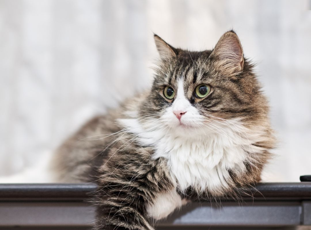 a cat lying on a table