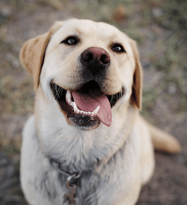 Golden-Labrador-Retriever.