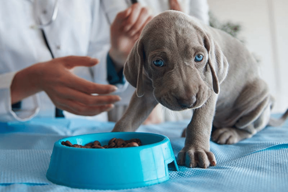 a puppy with blue eyes and a blue bowl of food