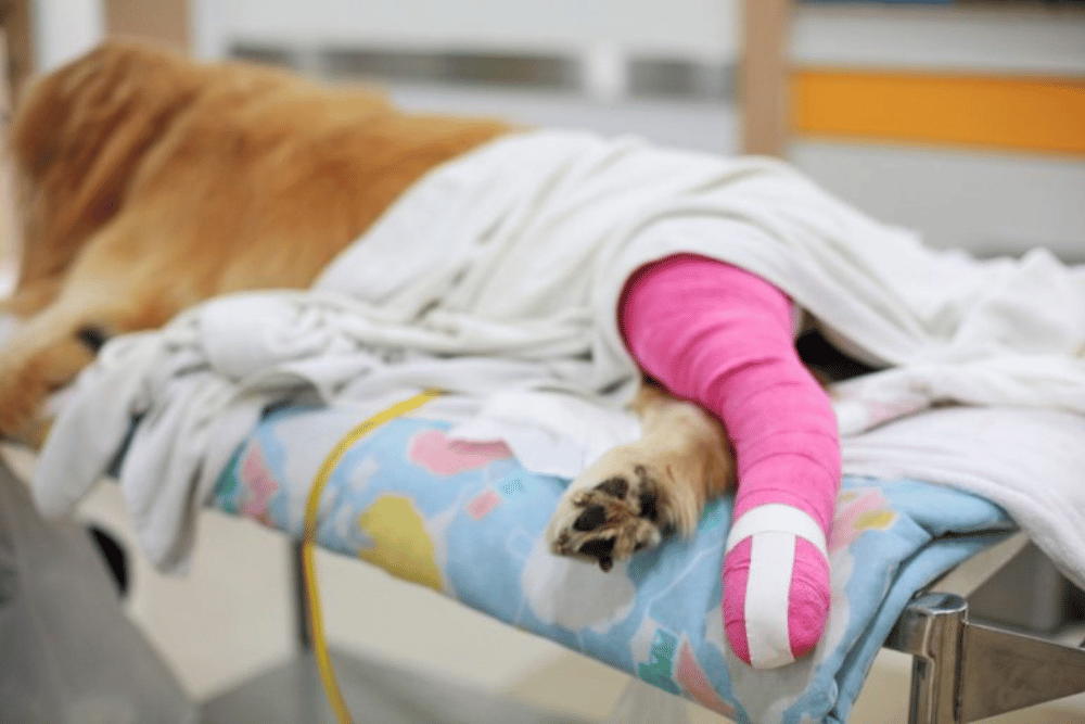 a dog with a pink cast on its leg