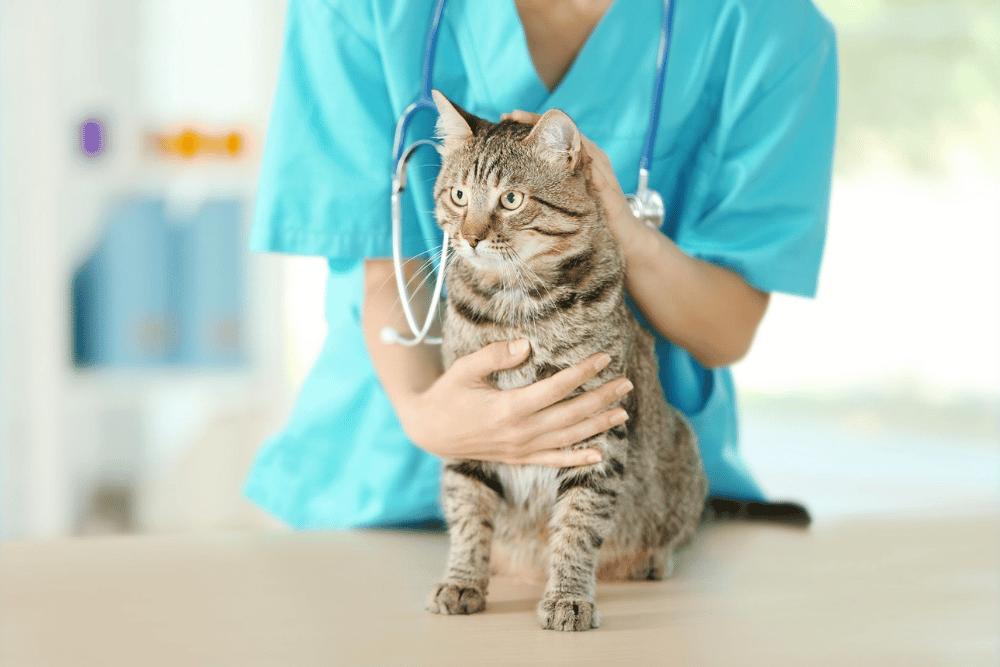 a person holding a cat